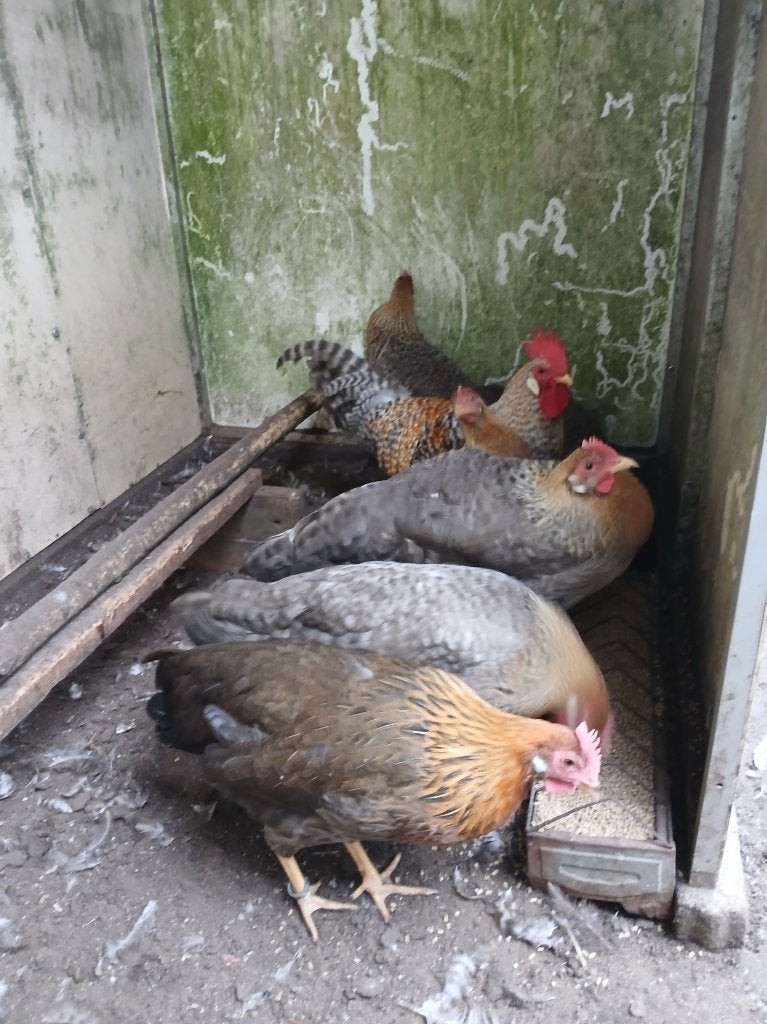 T.K. Grote Leghorn koekoekpatrijs en patrijs Br.'26 geringd, Dieren en Toebehoren, Meerdere dieren, Kip