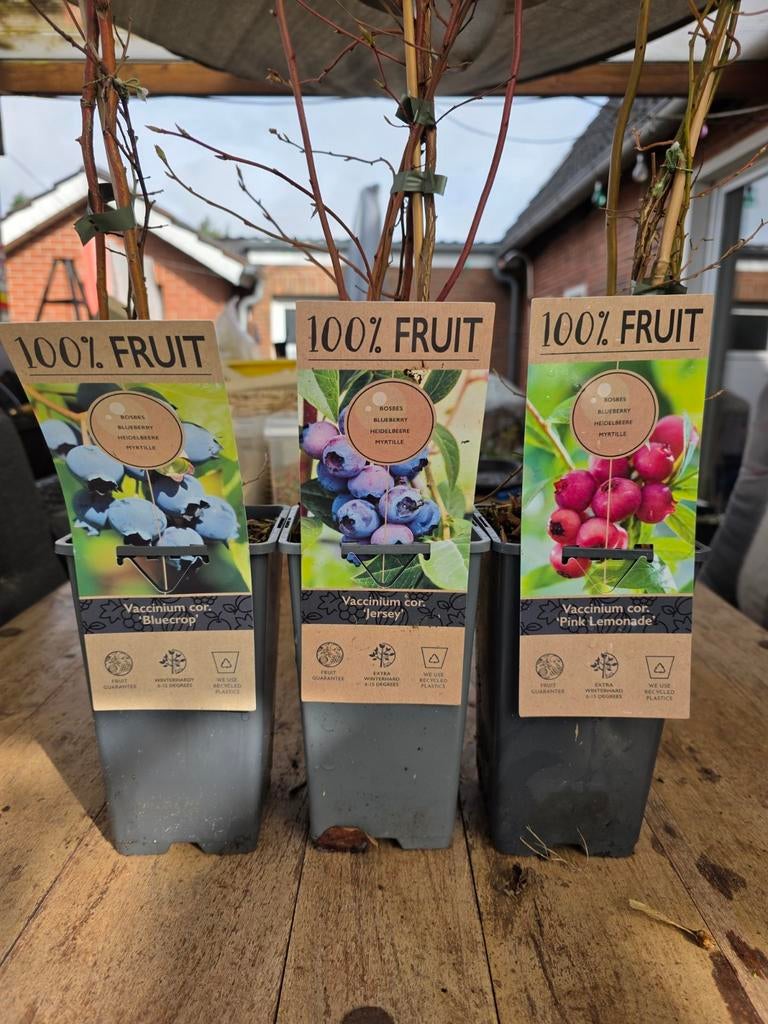 Set van 3 Bosbes Struikjes: Bluecrop, Jersey & Pink Lemonade, Tuin en Terras, Volle zon, Vaste plant, Ophalen of Verzenden, Fruitplanten