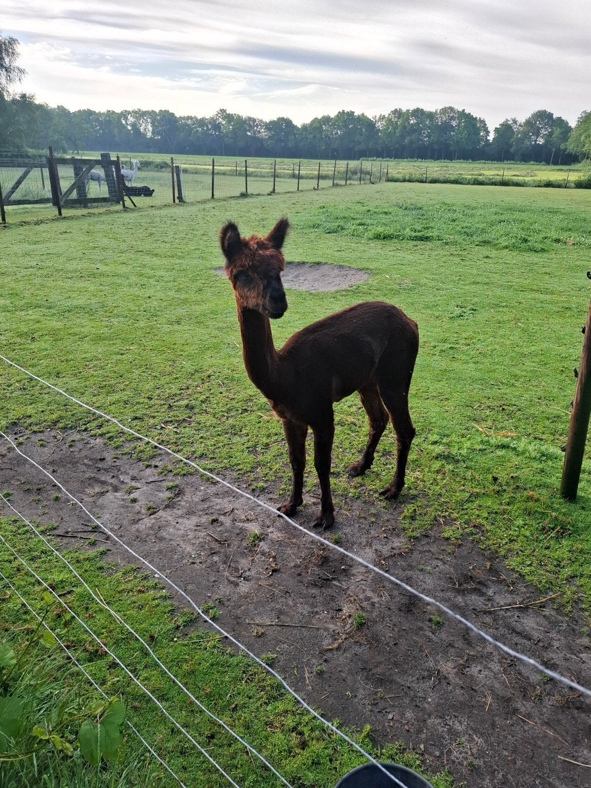 Alpaca dekhengst., Dieren en Toebehoren, Augustus, Mannelijk