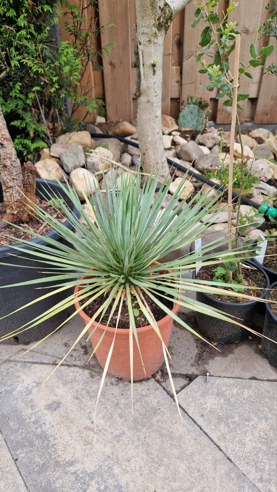 Yucca rostrata - Blauwe Yucca winterhard -18gr, Overige soorten, Volle zon, Vaste plant, Ophalen of Verzenden