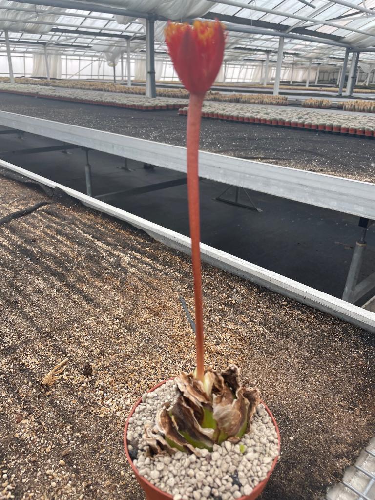 Caudex plant Haemanthus Coccineus uit Namibie.uit Namibie., Overige soorten, Ophalen of Verzenden, In pot, Minder dan 100 cm