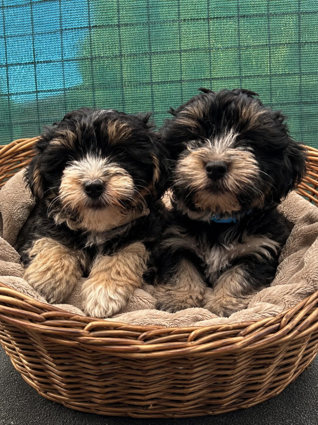 Twee lieve havanezer x Yorkshire terriër zoeken goudenmand, Dieren en Toebehoren, Particulier, 8 tot 15 weken, Buitenland, Teef