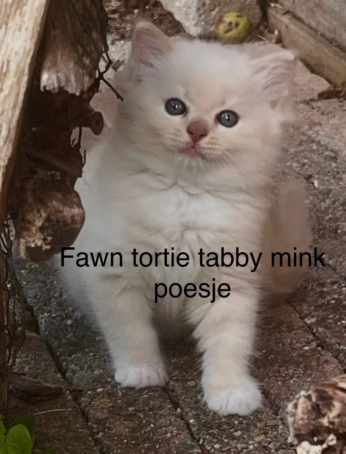 Fawn tortie tabby mitted mink Ragdoll poesje voor FOK, Dieren en Toebehoren, Poes, Langharig, 0 tot 2 jaar