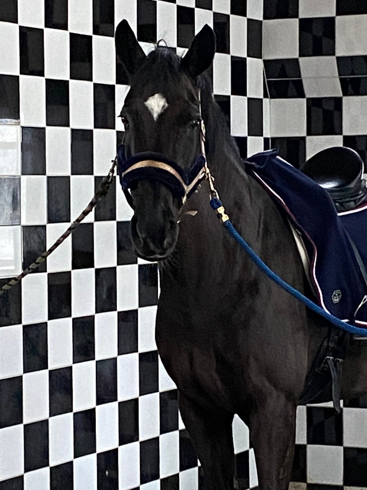 Fantastisch leuk en lief leerpaard allround, Dieren en Toebehoren, Merrie, Dressuurpaard, 11 jaar of ouder, 165 tot 170 cm