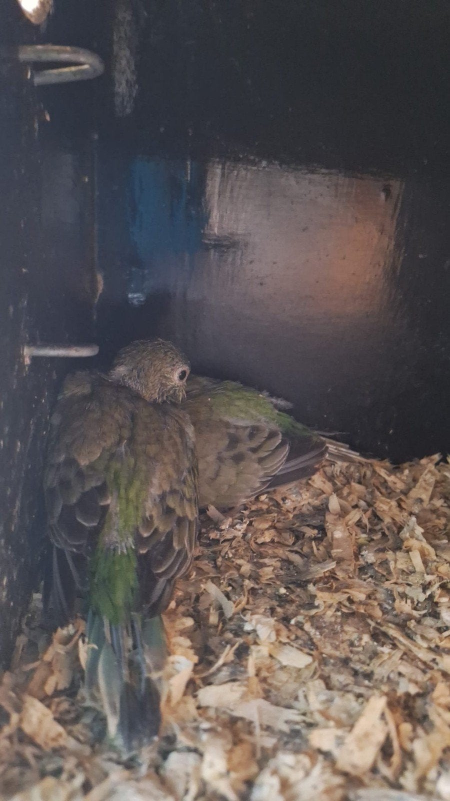 Roodrug parkieten, Geslacht onbekend, Dwergpapegaai of Agapornis