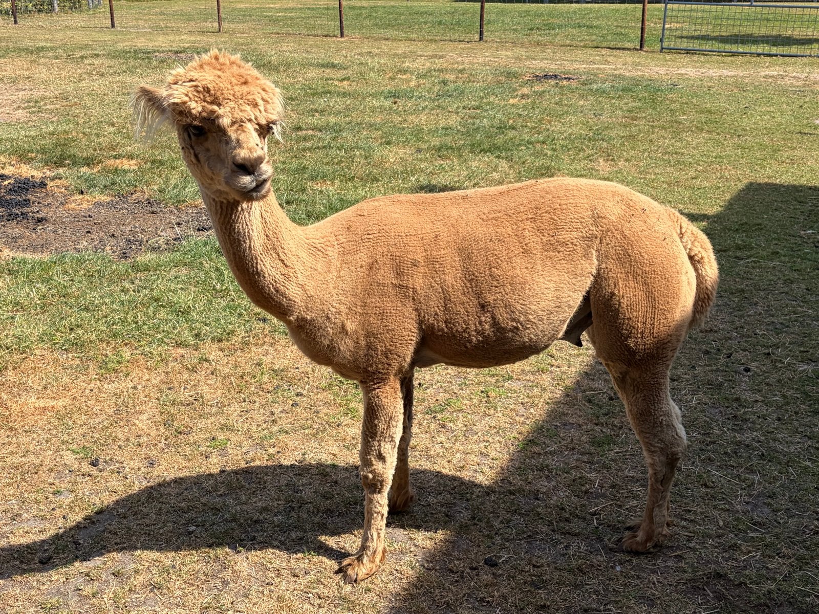 Foto 2 van Te koop goed bewezen alpaca hengst van 2021