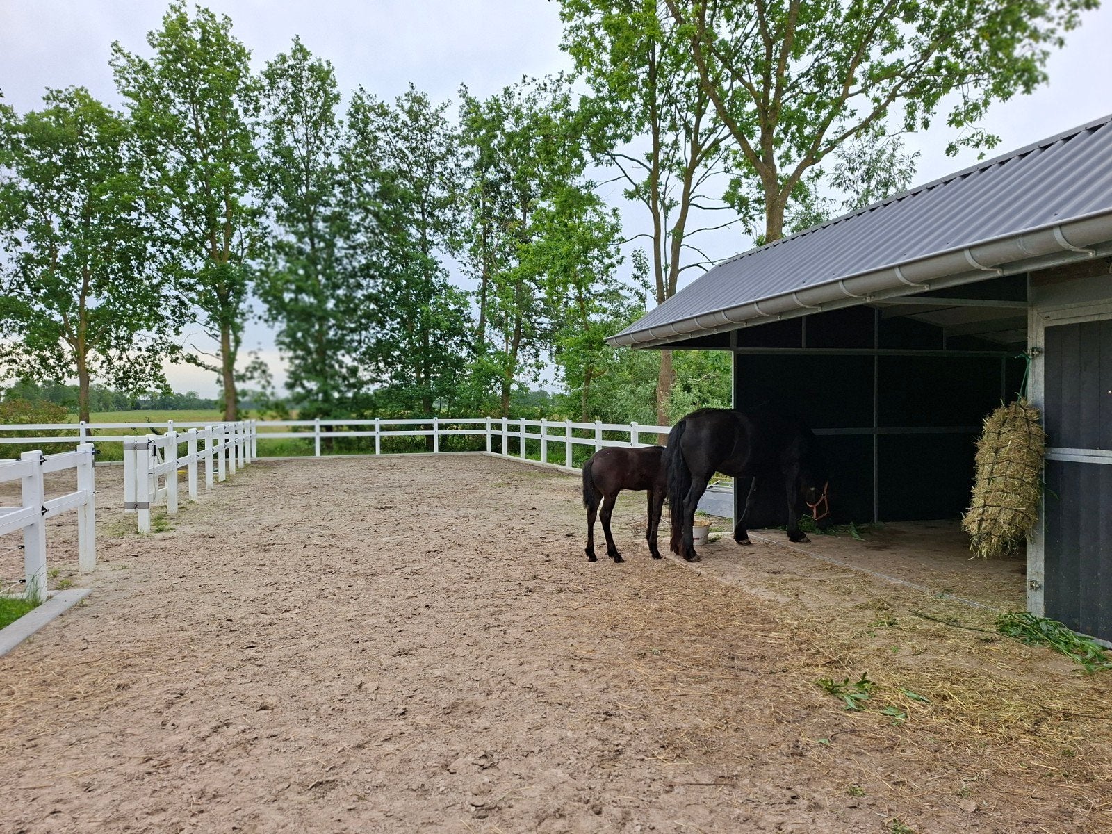 mooi lief fries hengstveulen
