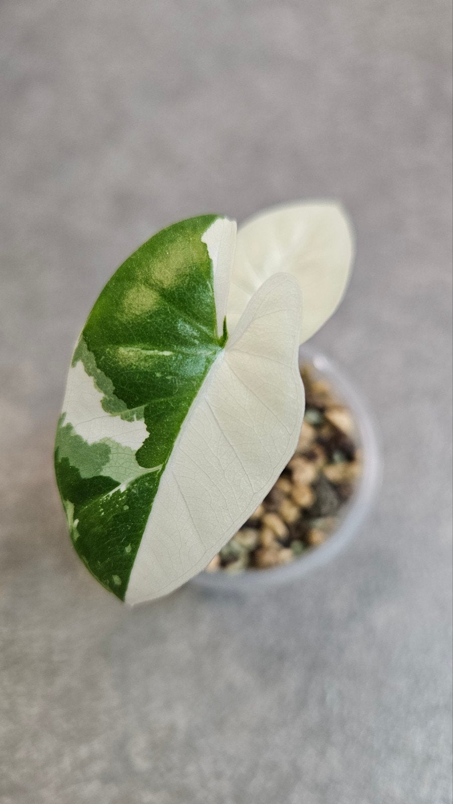 Alocasia Macrorrhiza Albo Variegata, Ophalen of Verzenden, Halfschaduw, Minder dan 100 cm
