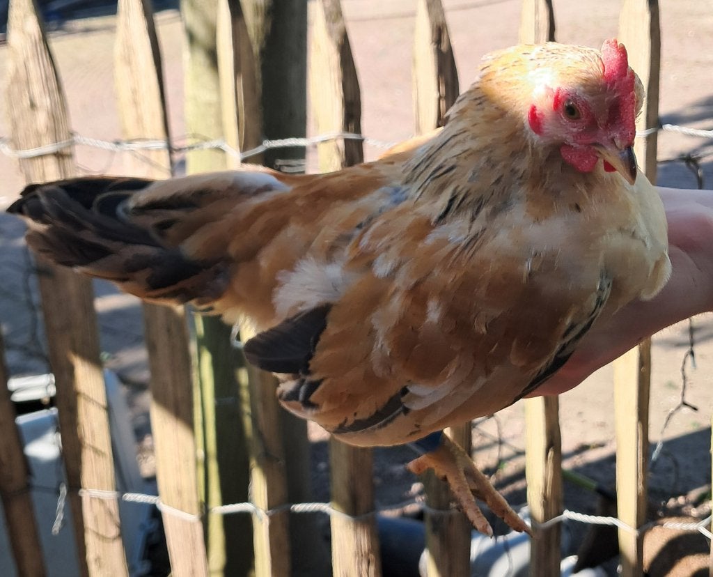 Meerdere serama haantje, Dieren en Toebehoren, Pluimvee, Mannelijk, Kip