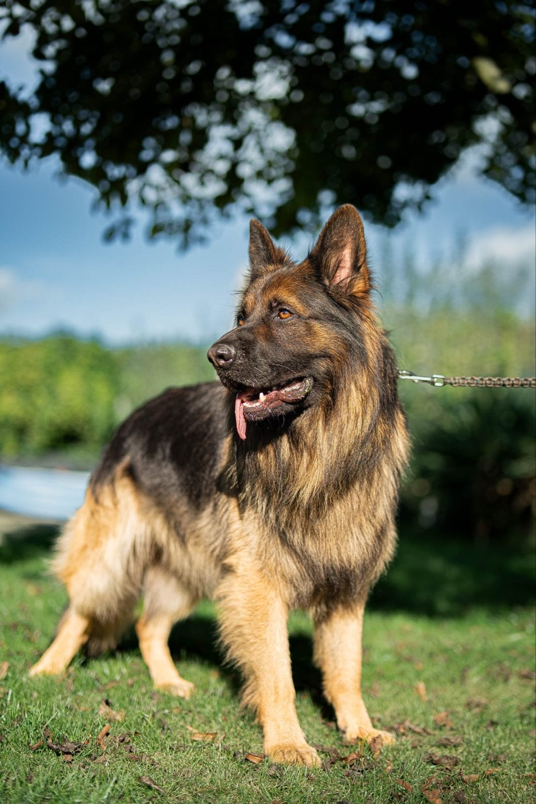 Duitsche herder, Reu, CDV (hondenziekte), Eén hond, 3 tot 5 jaar