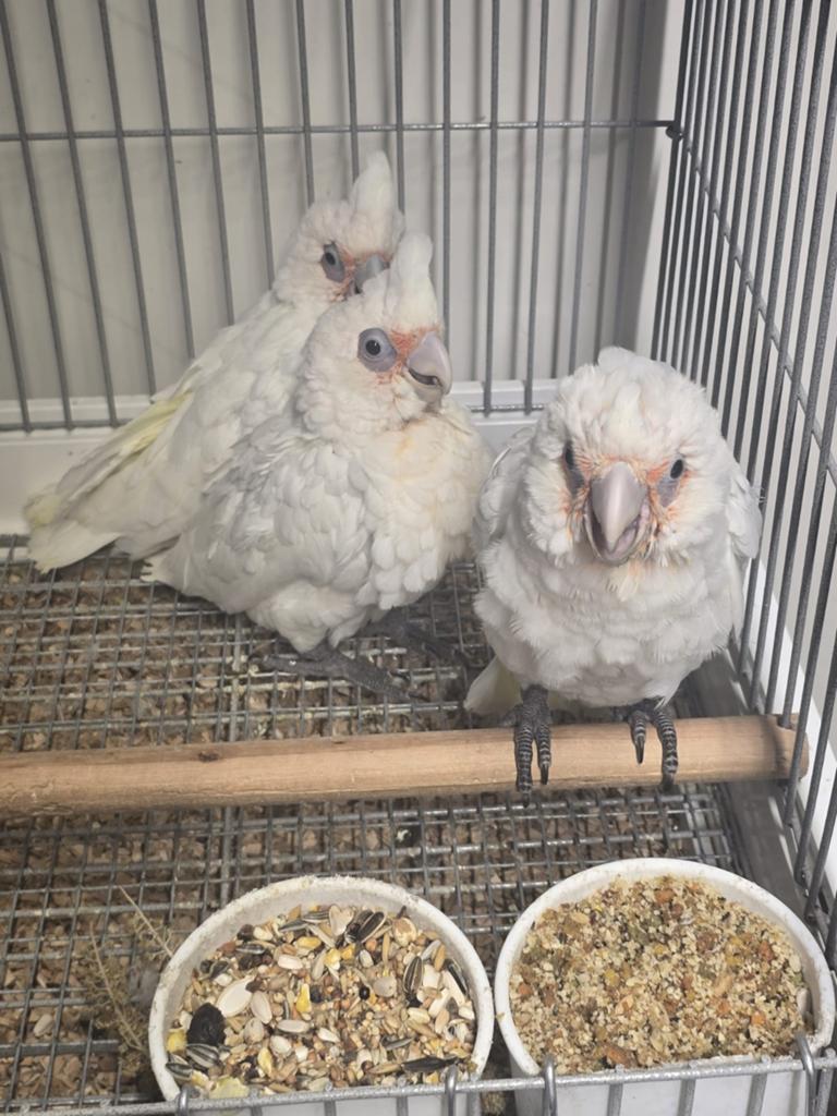 Jonge tamme baby Naaktoogkakatoes met DNA en getest op alle, Dieren en Toebehoren, Vogels | Parkieten en Papegaaien, Meerdere dieren