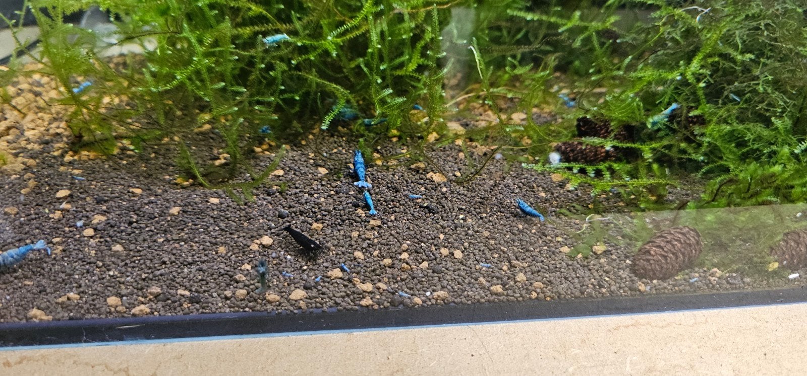 Extreme blue bolts juvs High grade, Dieren en Toebehoren, Overige typen, Nieuw, Ophalen of Verzenden, Inclusief vissen