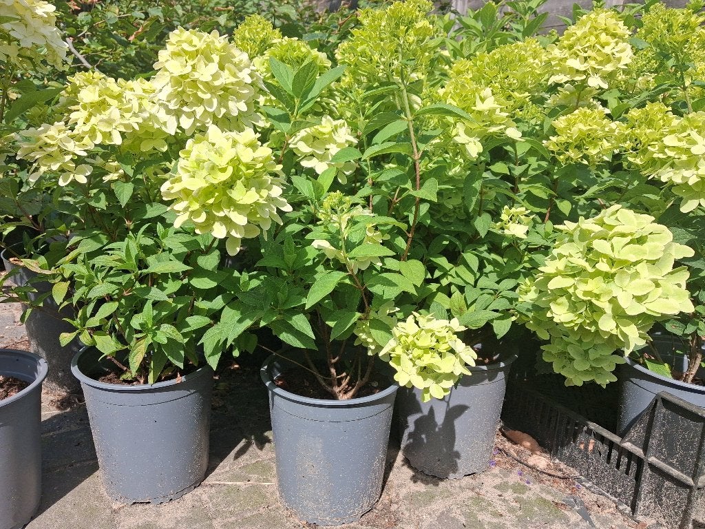 Hydrangea 'Magical Candle' €6,- per stuk!, Overige soorten, Vaste plant, Ophalen of Verzenden, Halfschaduw