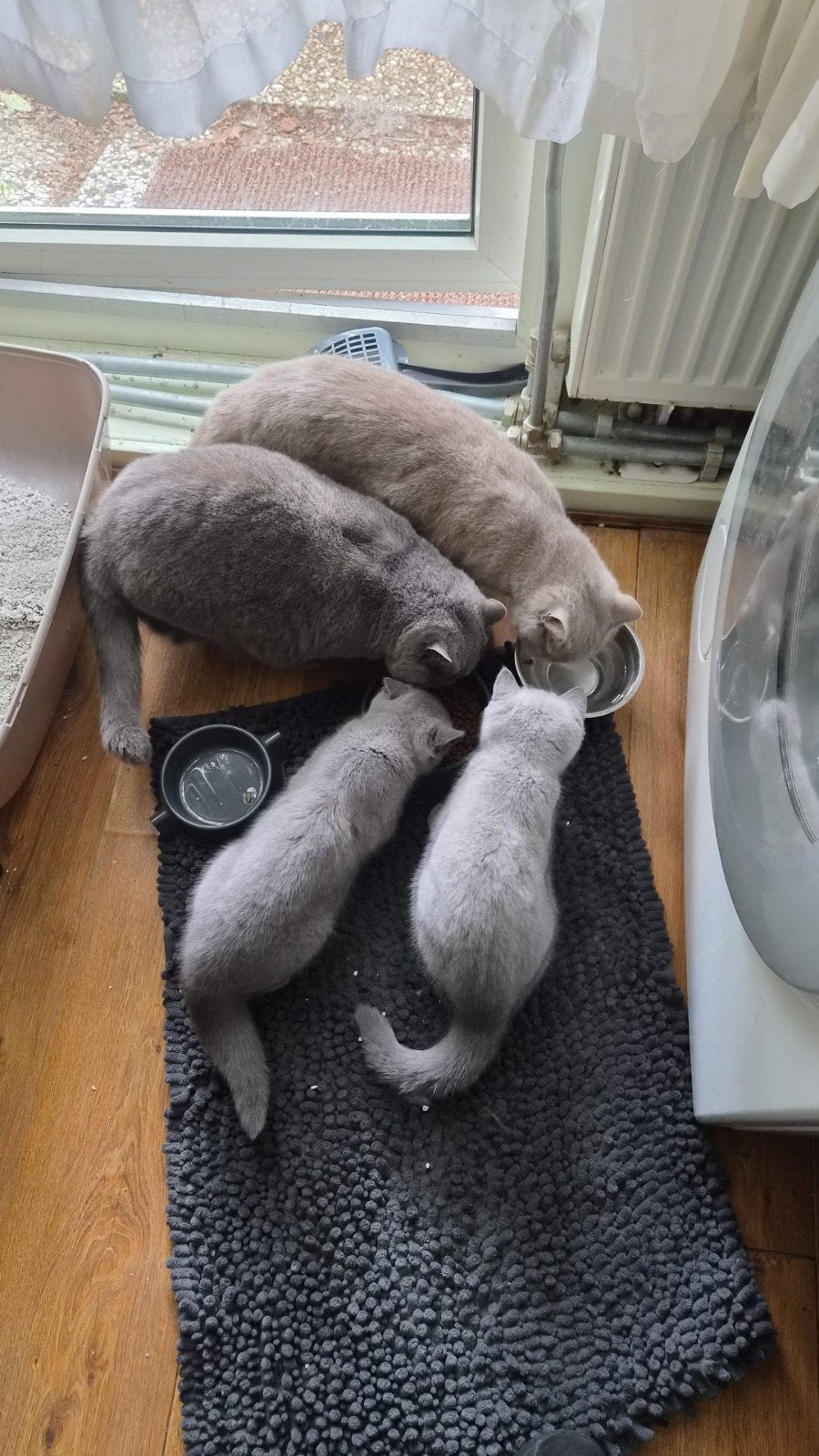 Grijze British Shorthair kittens te koop, Dieren en Toebehoren, Katten en Kittens | Raskatten | Korthaar, Poes, 0 tot 2 jaar