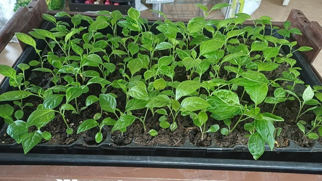 Bitawiri planten bij een kweker gekweekt, Tuin en Terras, Planten | Tuinplanten, Ophalen of Verzenden, Eenjarig, Overige soorten
