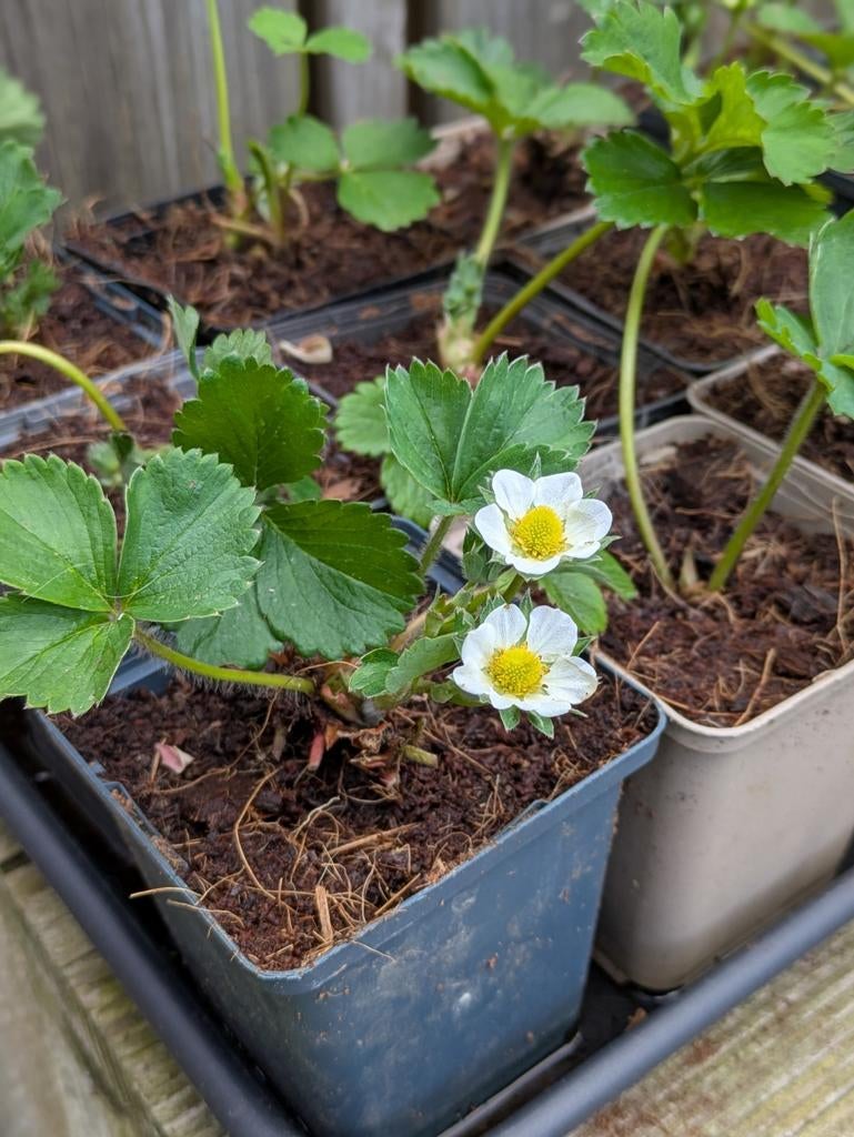 Aardbeienplantjes Favori met Makkelijke Moestuin kokosmix, Tuin en Terras, Ophalen, Volle zon, Vaste plant, Fruitplanten
