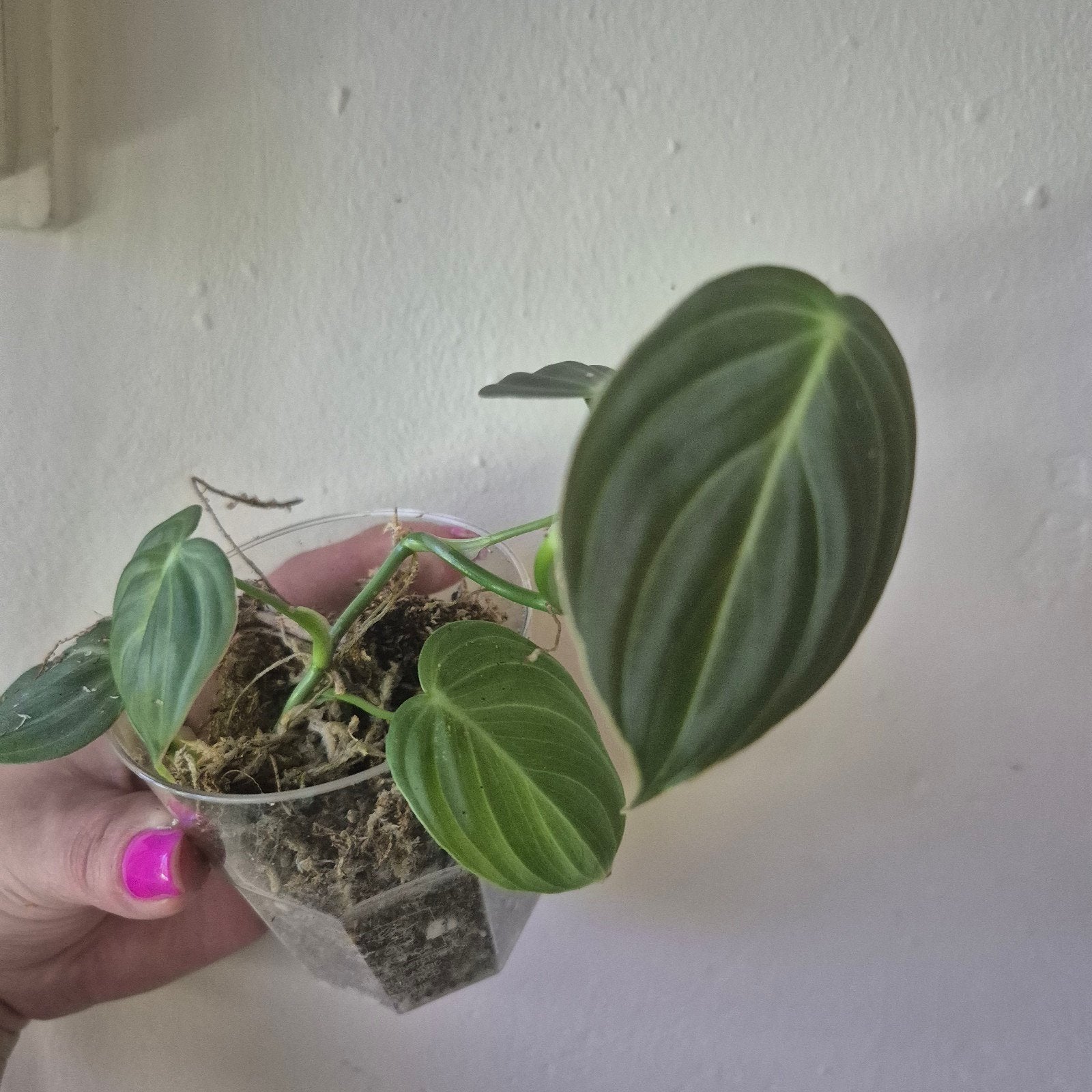 Philodendron melanochrysum, Ophalen of Verzenden, Halfschaduw, Minder dan 100 cm