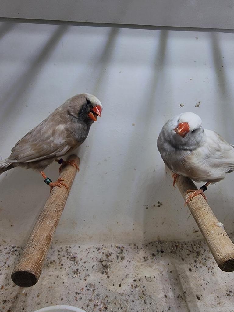 Te koop koppel charcoal wang
Pop van 2025, Dieren en Toebehoren, Meerdere dieren