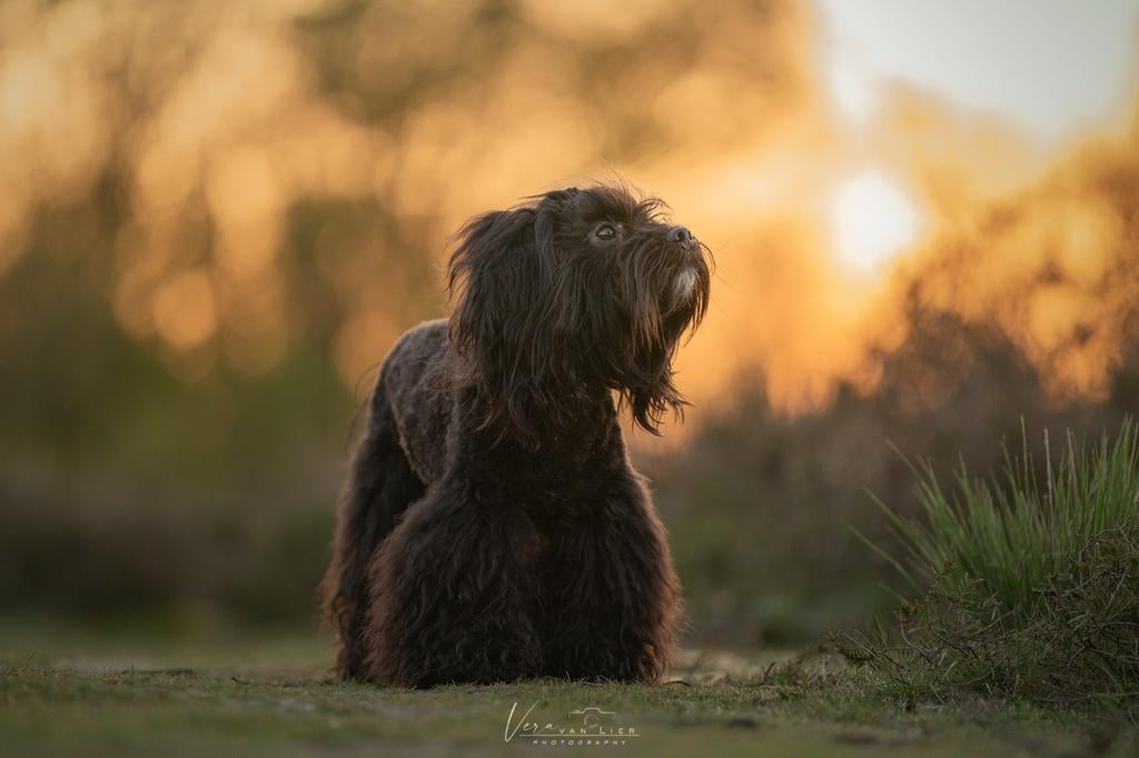 Boompoo dekreu, Reu, 1 tot 2 jaar, Eén hond, Nederland