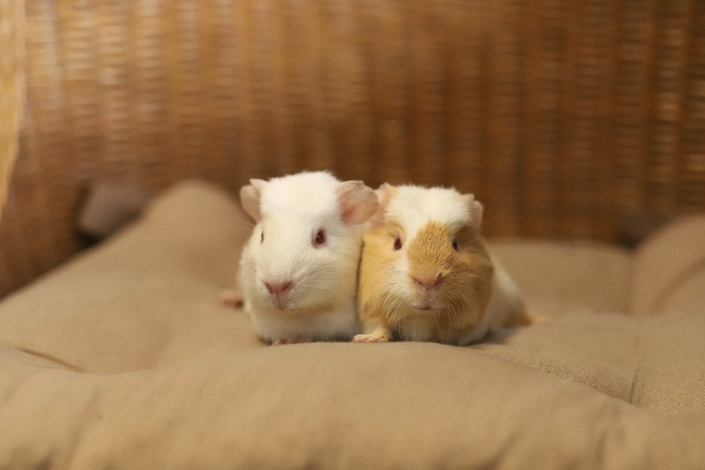 Cavia zeugjes | Gezonde dieren | Jonge cavia's