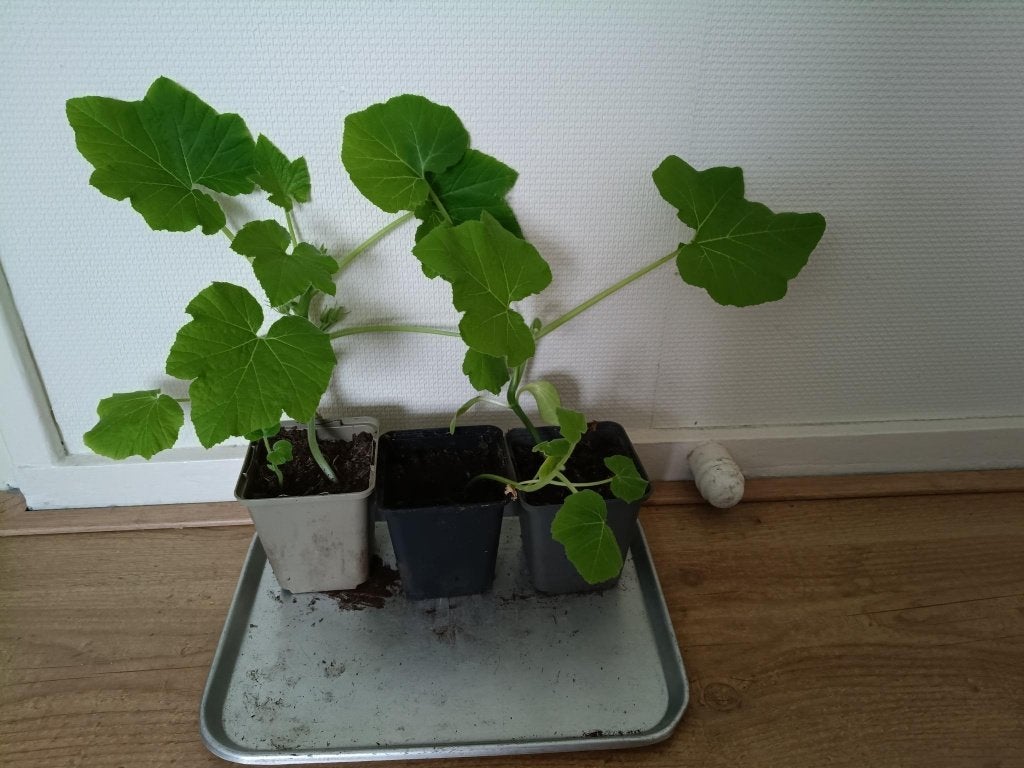 Patisson (eetbare pompoen) plantjes, Tuin en Terras, Ophalen, Eenjarig, Groenteplanten, Volle zon