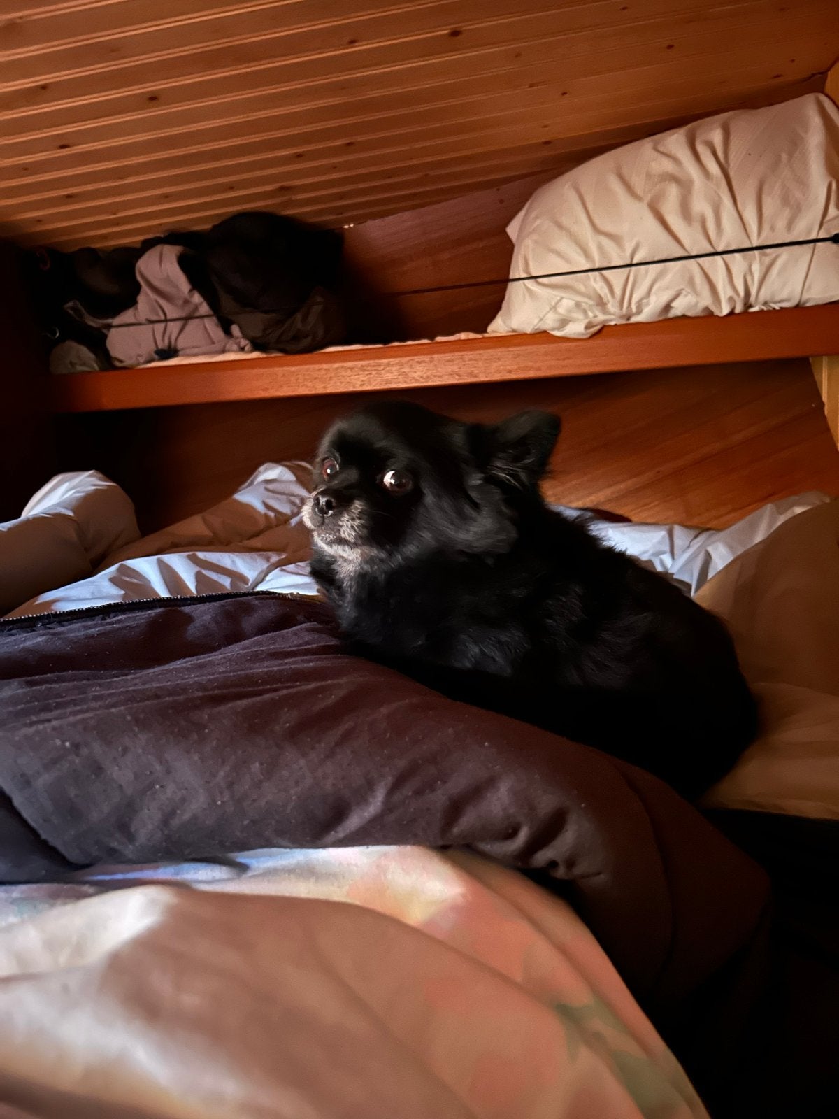 Oppas gezocht voor Lucky van 29/7-15/8, Dieren en Toebehoren, 6 jaar of ouder, Rabiës (hondsdolheid), Teef, Eén hond