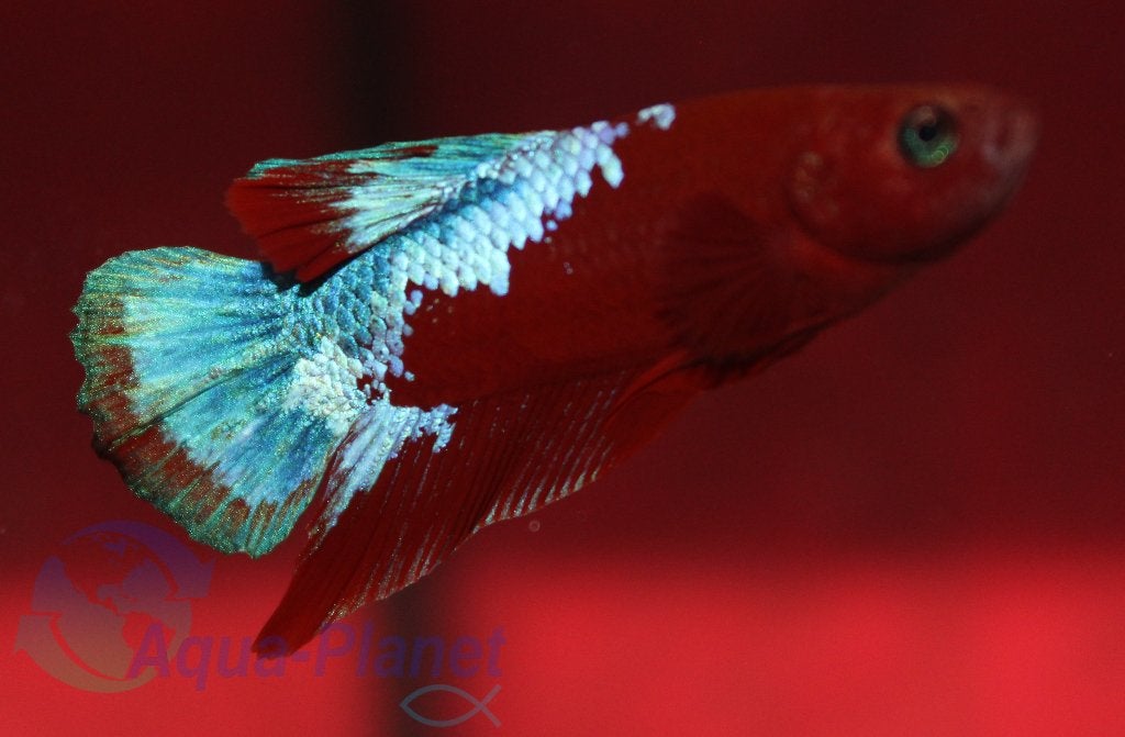 Betta - Hellboy Spiderman, Dieren en Toebehoren, Vis, Zoetwatervis