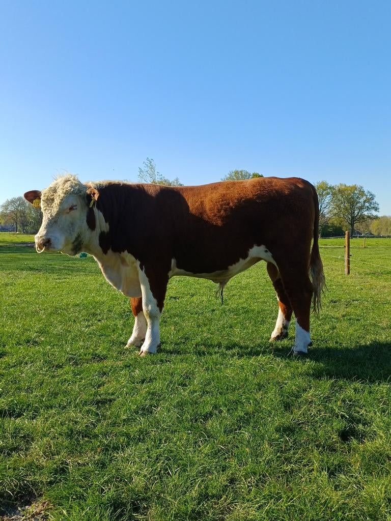 Hereford stier hoornloos stamboek, Mannelijk