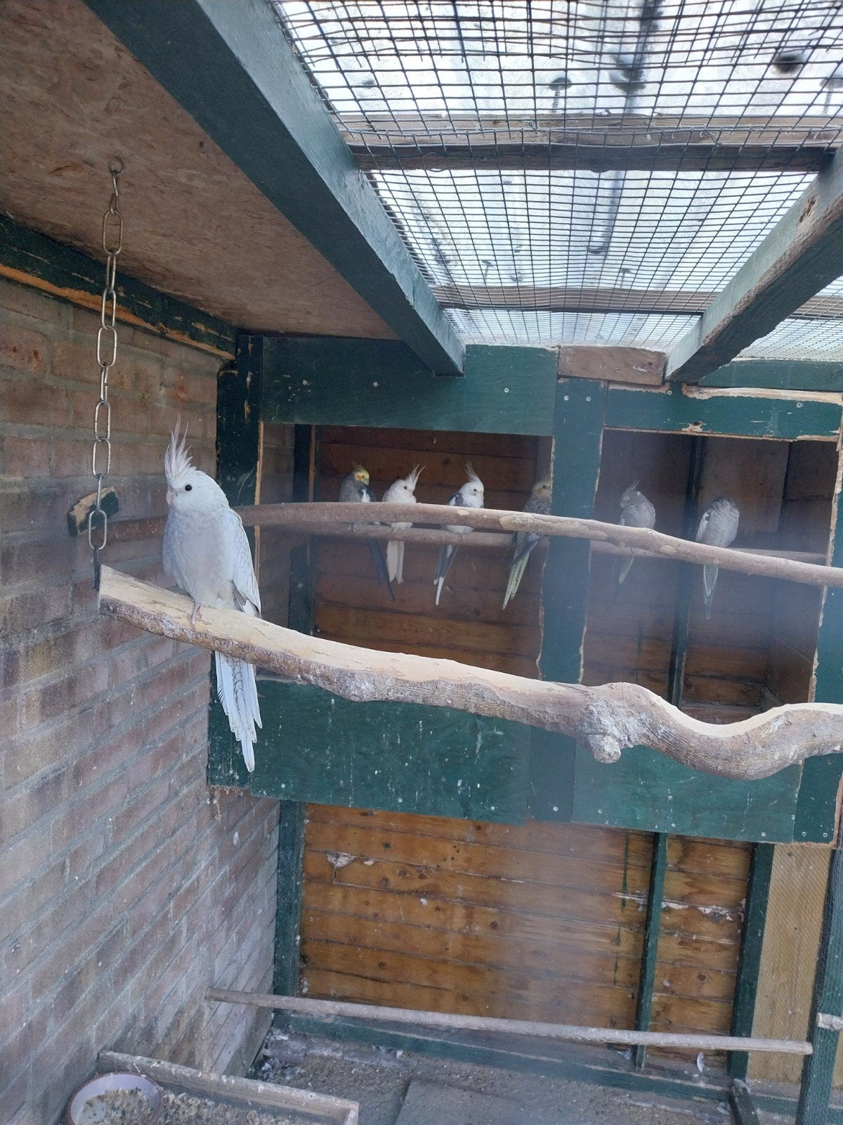 te koop jonge valkparkiet.pop, Dieren en Toebehoren, Vogels | Parkieten en Papegaaien, Vrouwelijk, Parkiet