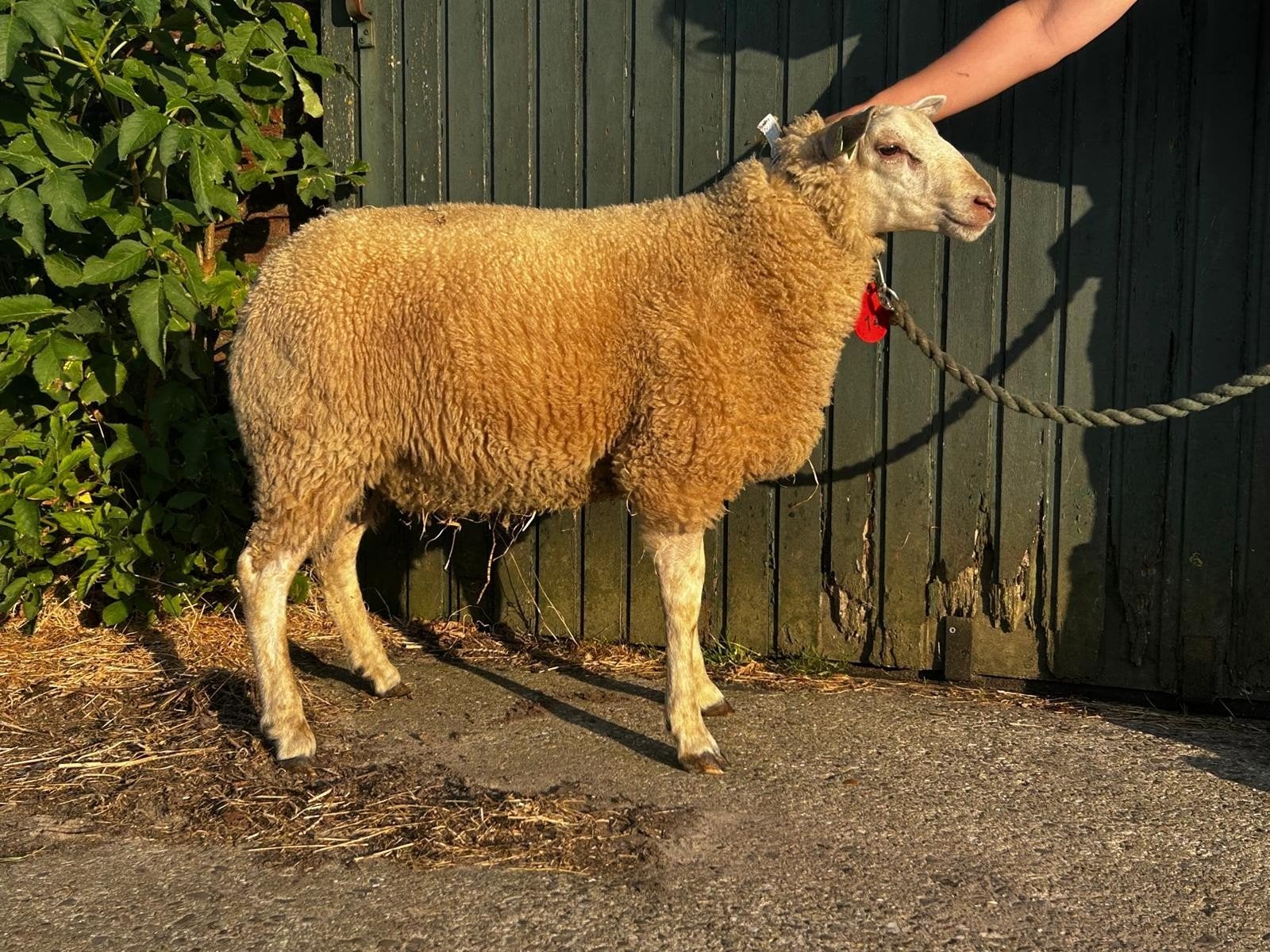 Dekrammen zuiver Friese melkschaap en kruising Texelaar, Dieren en Toebehoren, Meerdere dieren, Schaap