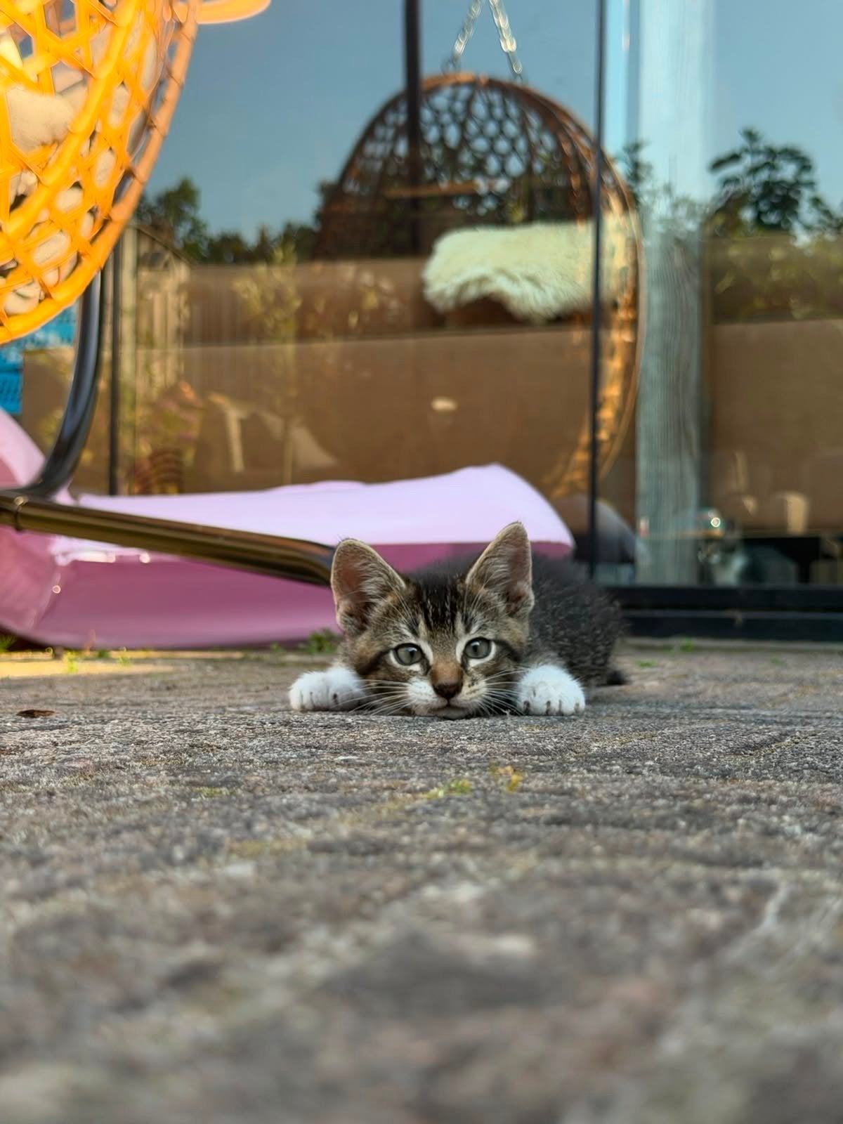 3 lieve kittens zoeken een huisje, Kater, Kortharig, 0 tot 2 jaar