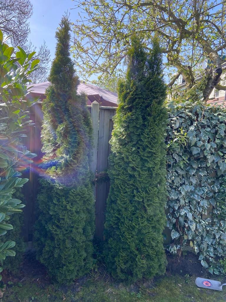 cipressen (bomen) 2 stuks, Tuin en Terras, Planten | Bomen, Bloeit niet, 100 tot 250 cm, Zuilboom, Ophalen