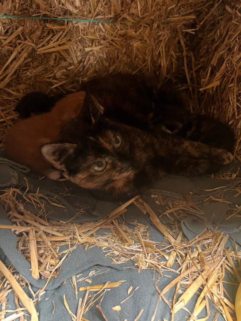 2 boerderij kitten te koop (meisjes), Dieren en Toebehoren, Poes