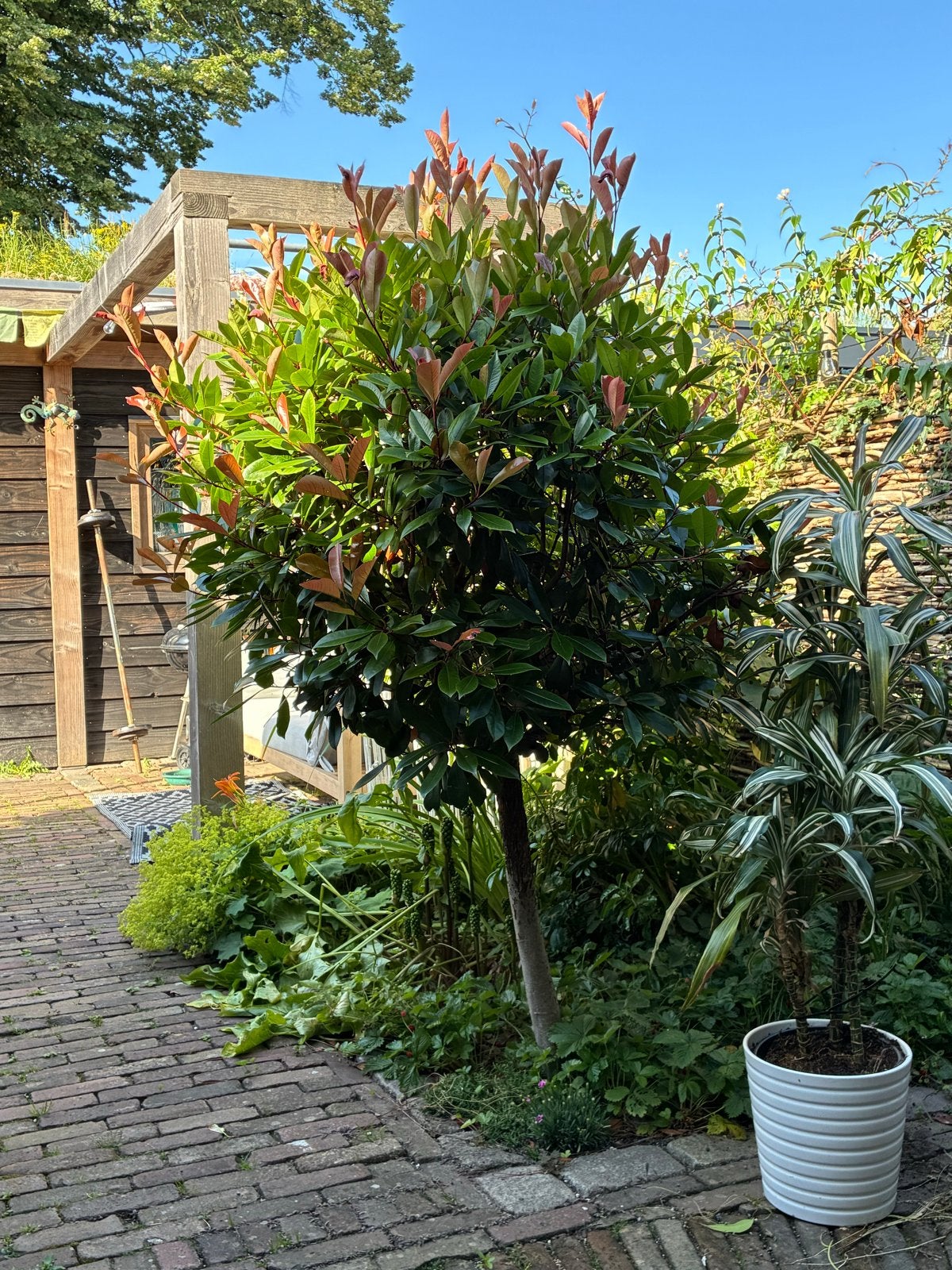 Gratis Photinia Red Robin (Glansmispel) zelf uitgraven, Volle zon, Vaste plant, Lente, Ophalen