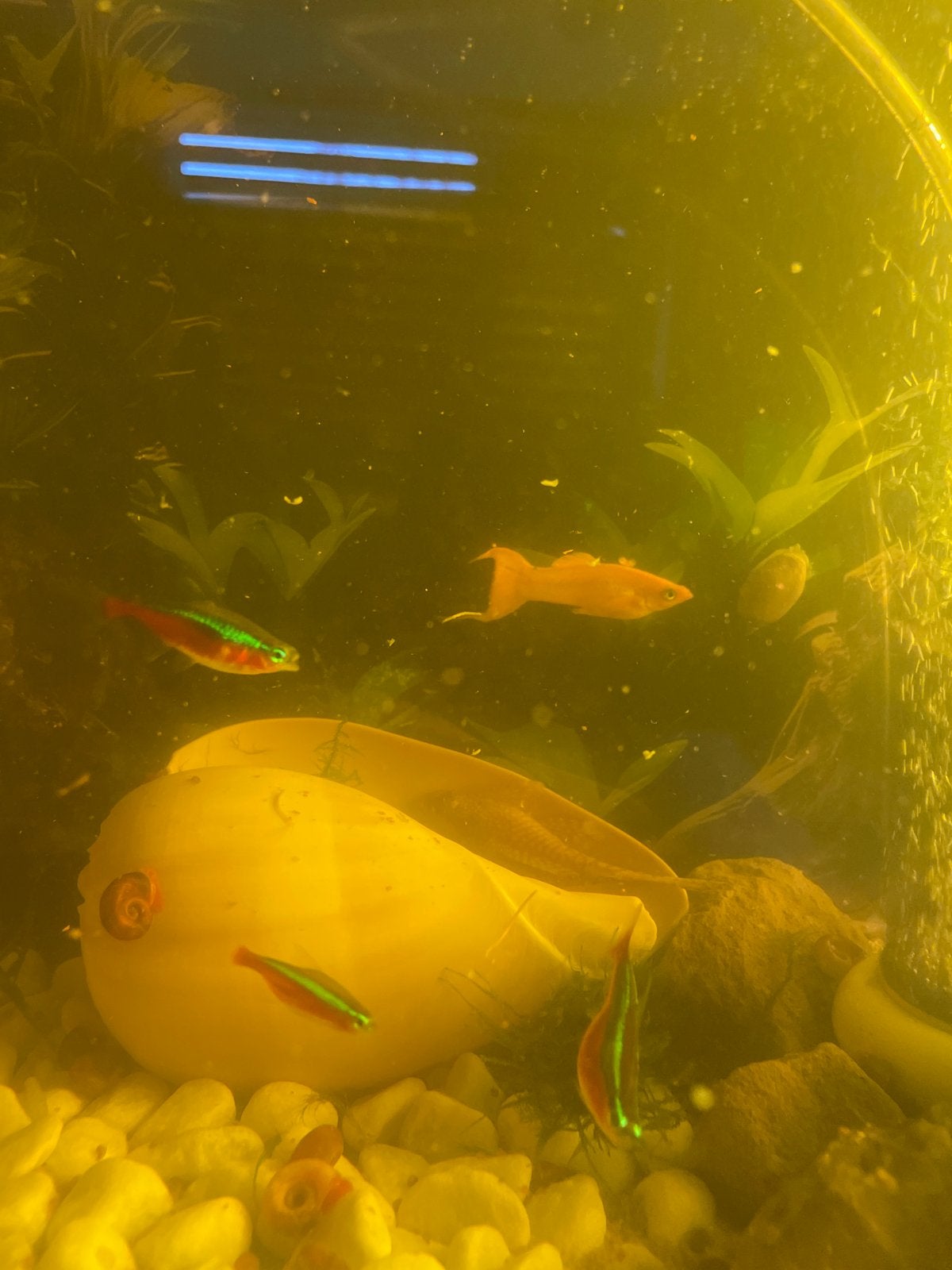 Diverse vissen aquarium te koop. Of ruilen, Dieren en Toebehoren, Vis