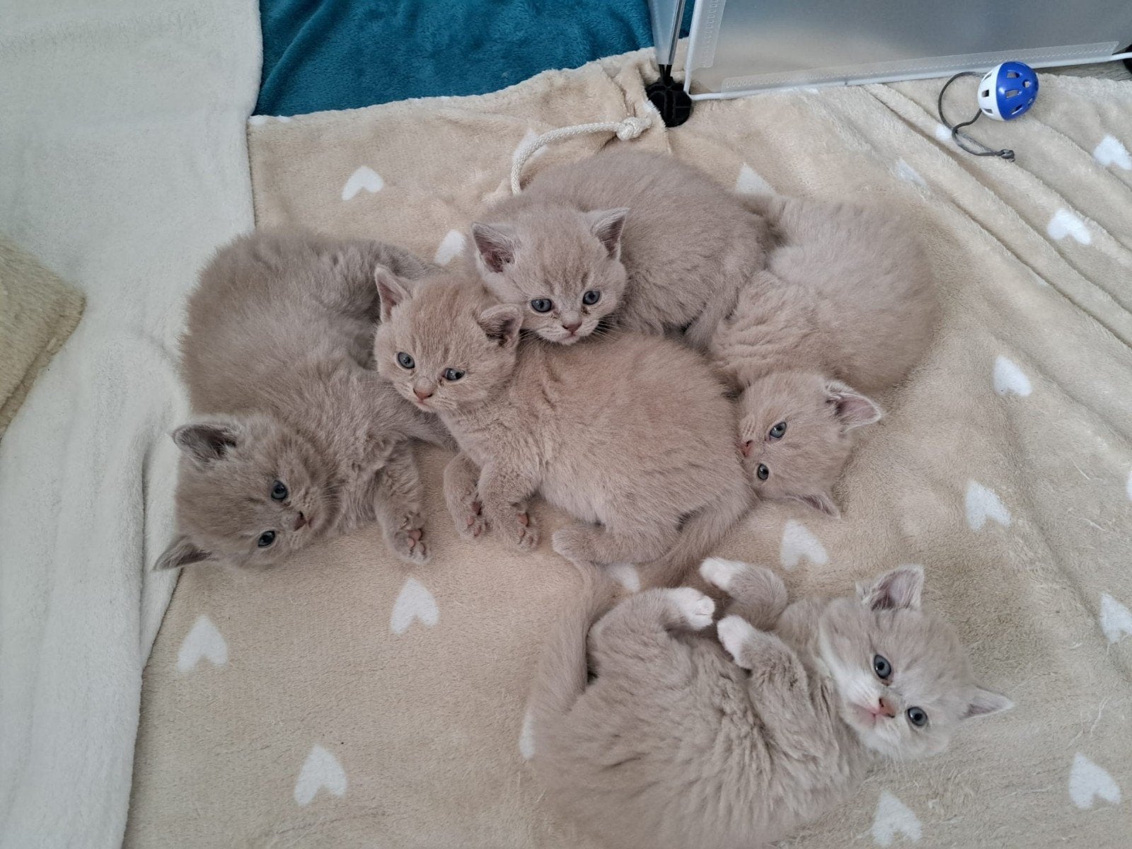 britse korthaar kittens, Meerdere dieren, Ingeënt