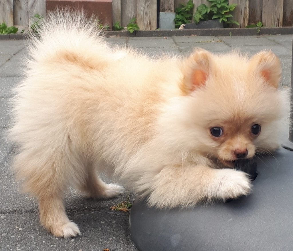 Pomeriaan pups, Keeshond, 8 tot 15 weken, Teef, Parvo