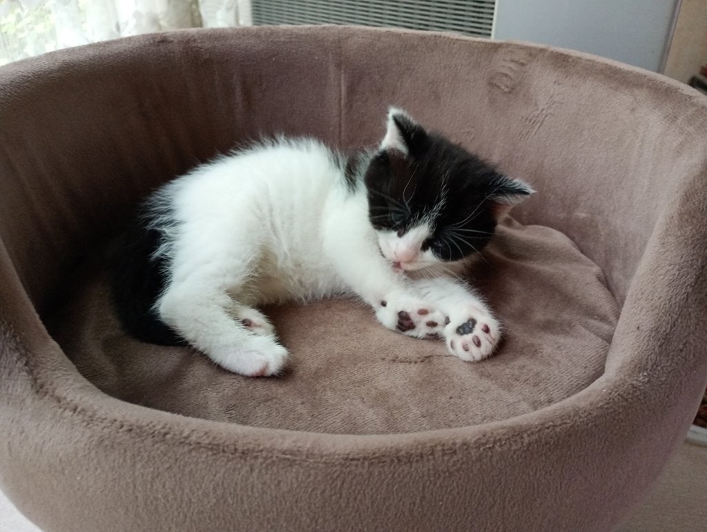 Luna/ Mika/ Stormy/ Misty, Dieren en Toebehoren, Katten en Kittens | Overige Katten, Meerdere dieren, Kortharig, 0 tot 2 jaar