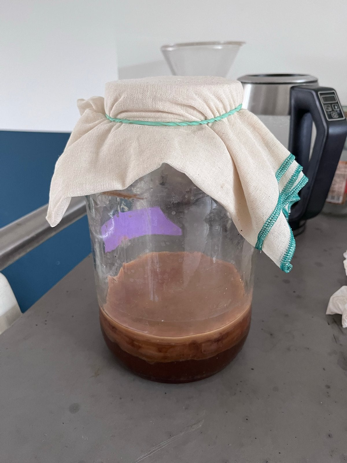 Kombucha SCOBY voor zelfgemaakte kombucha, Ophalen, Overige thema's, Overige typen, Nieuw