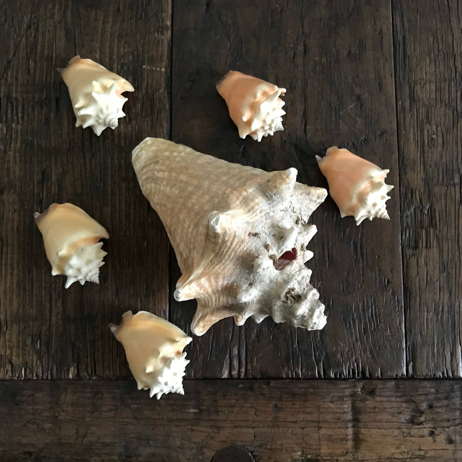 Mooie schelpen set: grote en kleine schelpen, Ophalen of Verzenden, Gebruikt