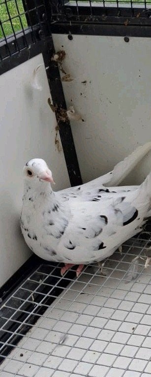 6 mooie kleurpostduiven mogen vandaag weg voor 25 allemaal, Dieren en Toebehoren, Vogels | Duiven, Vrouwelijk