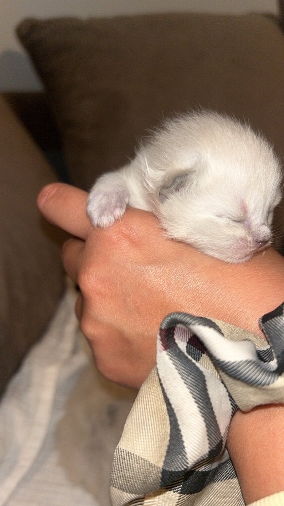 Kittens Siamees X Britse korthaar, Dieren en Toebehoren, Kater, Gechipt, 0 tot 2 jaar