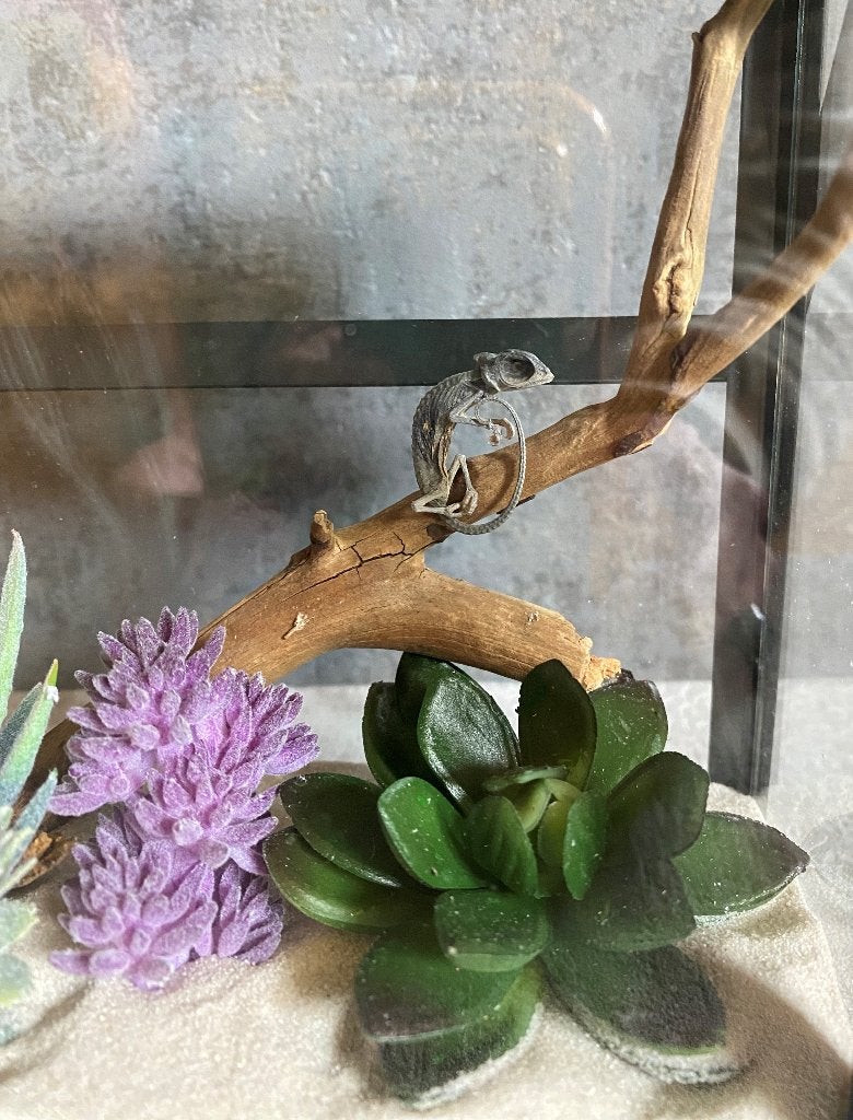 Gemummificeerde kameleon in vitrine - rariteiten, Ophalen of Verzenden, Zo goed als nieuw, Insect, Beeldje of Figuurtje