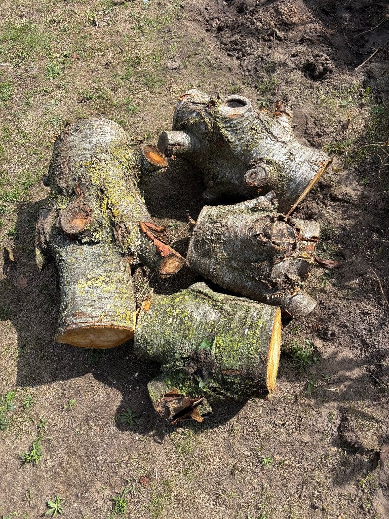 Gratis stukken kersenhout / stookhout, Minder dan 3 m³, Ophalen, Overige houtsoorten, Stammen
