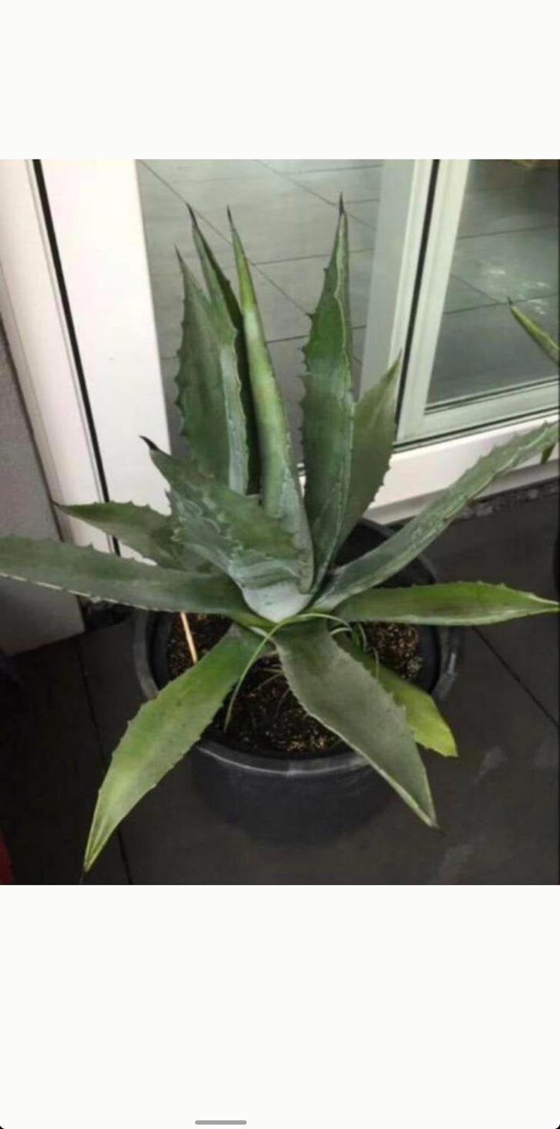 Heel veel biologische Blauwe Agave Americana stekjes/planten, Volle zon, Vaste plant, Bloeit niet, Ophalen