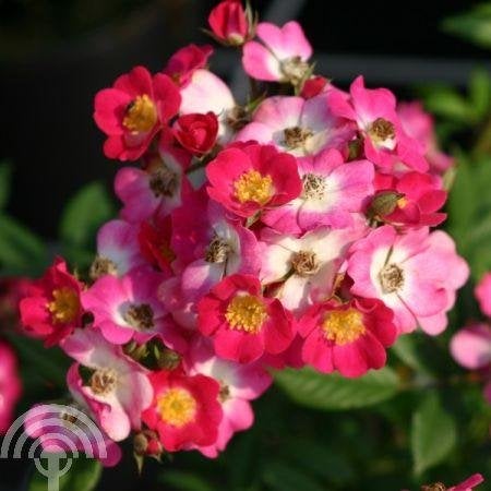 ROZEN Rosa 'Mozart Muskusroos Rosa moschata veelbloeier ROOS, Bodembedekkers, Volle zon, Vaste plant, Ophalen of Verzenden
