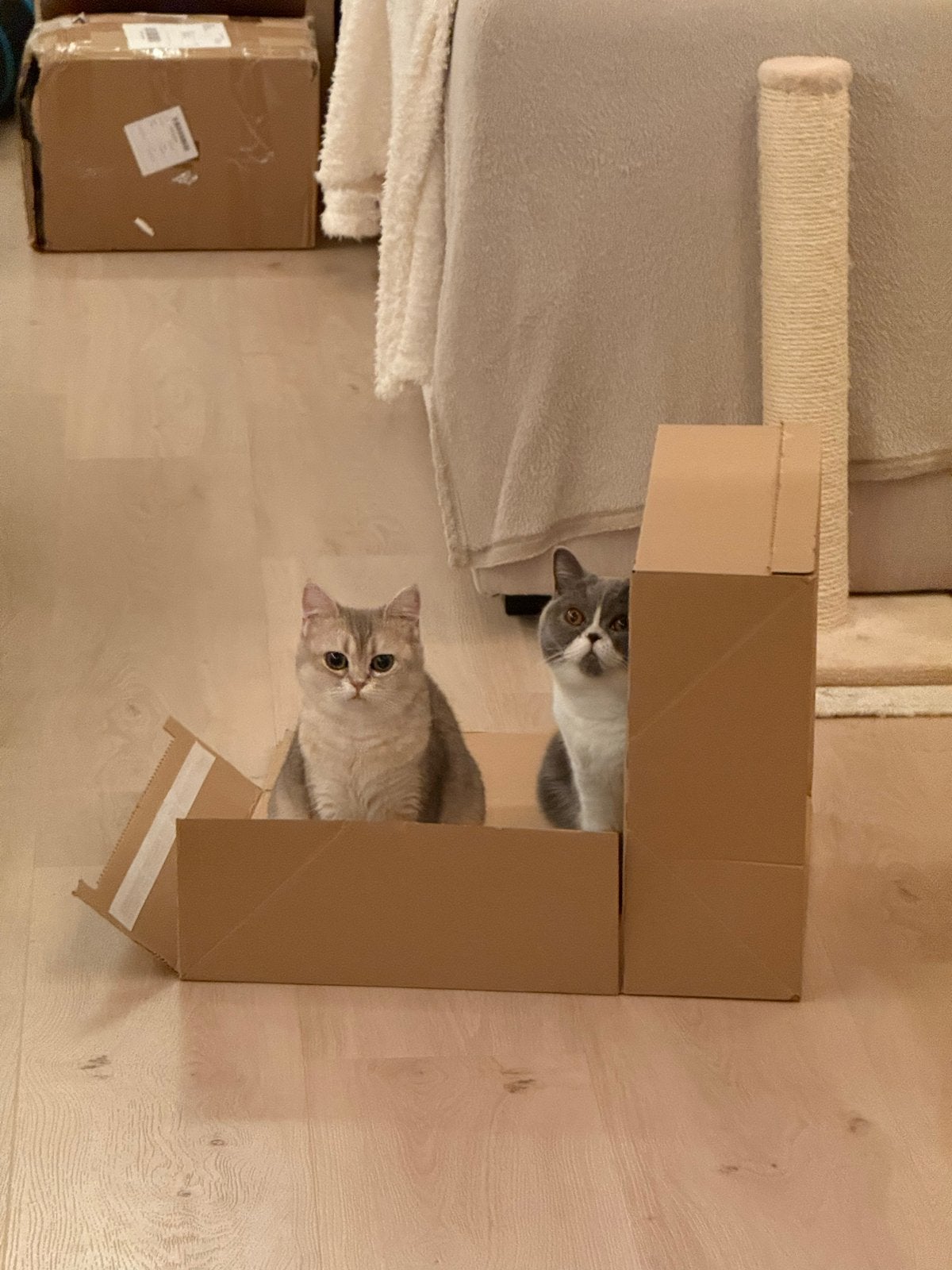Te koop: 2 Britse kortharen, Poes