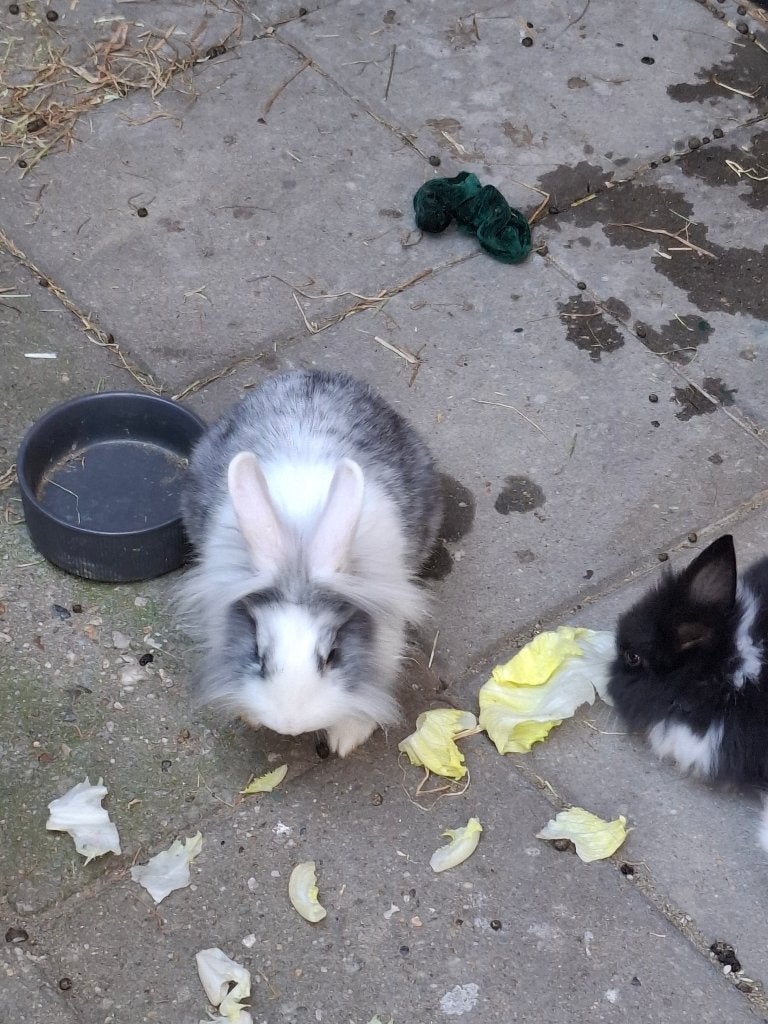 Lief konijntje te koop, Vrouwelijk, Klein, 0 tot 2 jaar