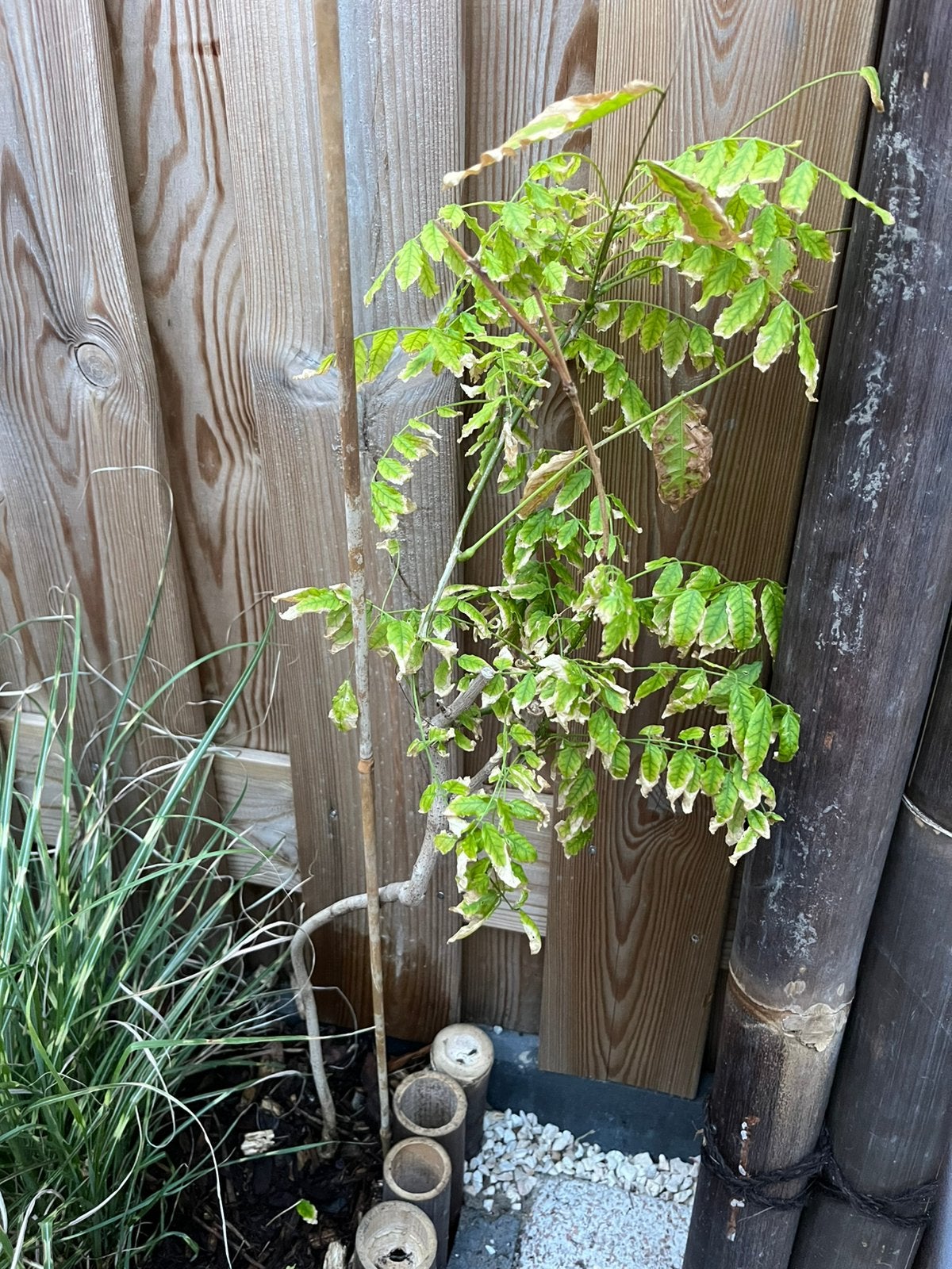 Blauwe regen. Wisteria Sinensis 75cm, Ophalen, Volle zon, Overige soorten