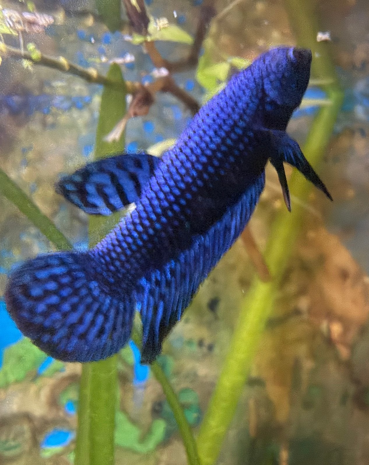 Blue alien betta, Vis, Zoetwatervis